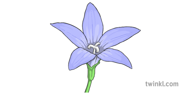 Bluebells Transparent PNG Image