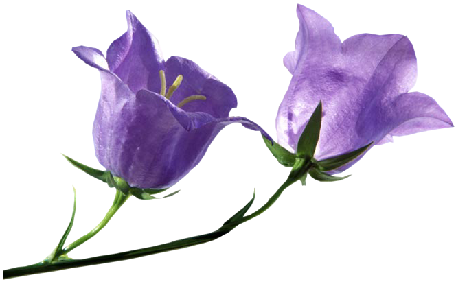 Bluebells Transparent PNG Image