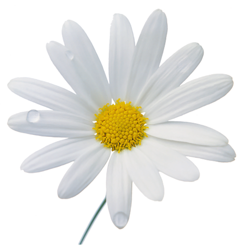 Camomile Transparent PNG Image
