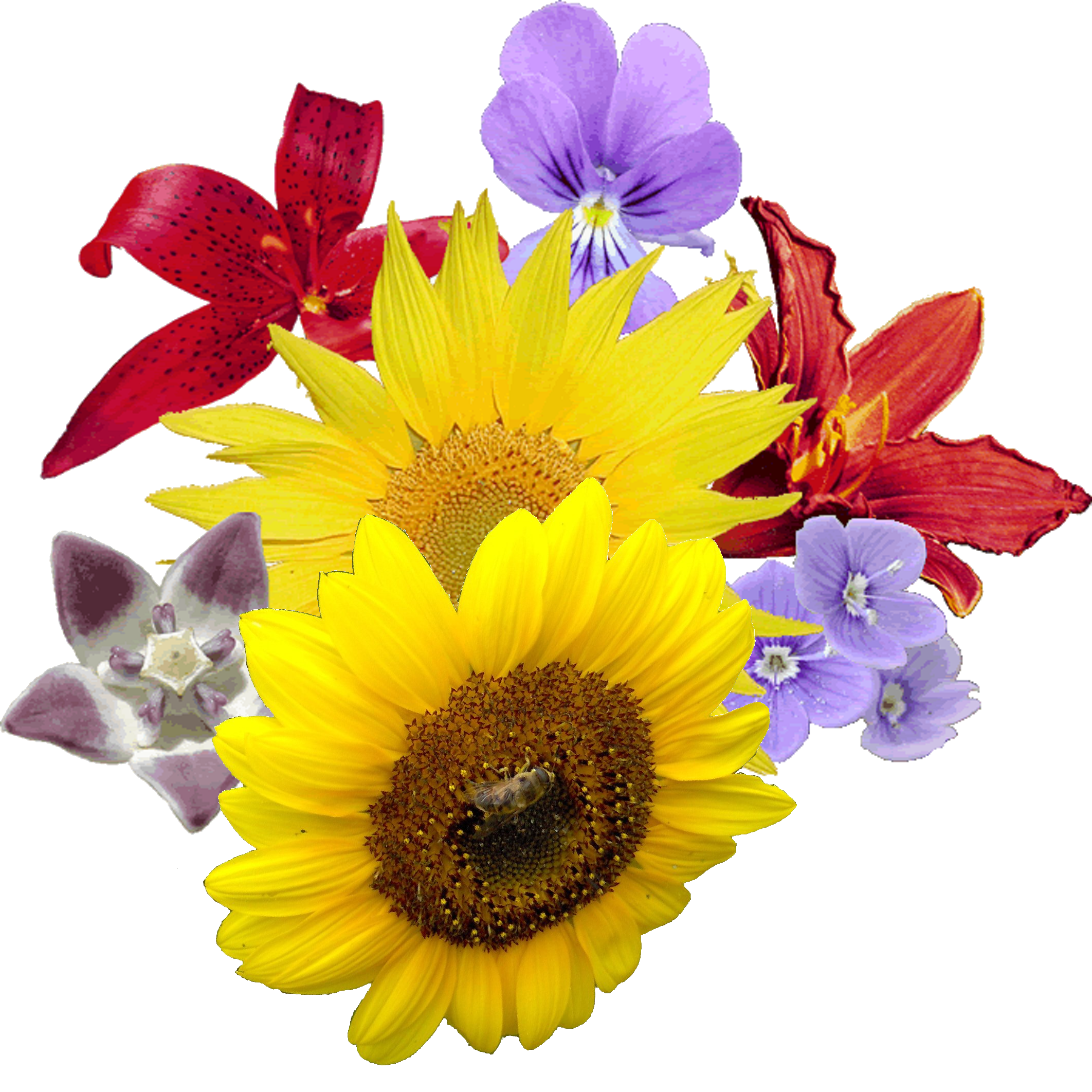 Yellow Flowers Bouquet Transparent PNG Image