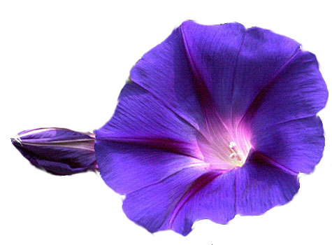 Flowers Transparent PNG Image