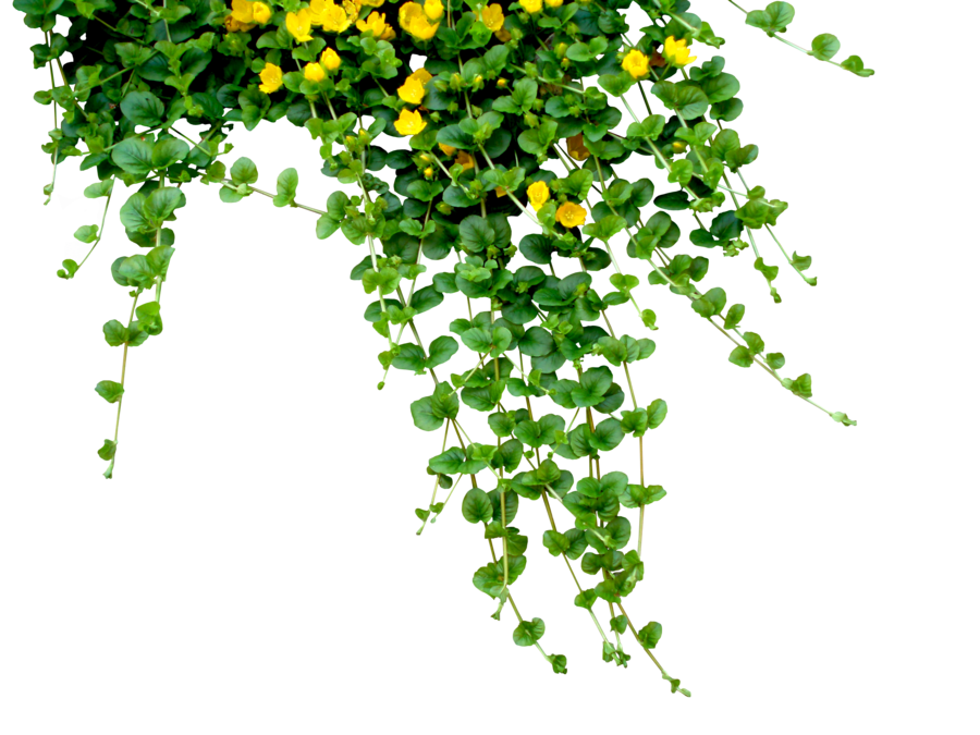 Flowers Transparent PNG Image