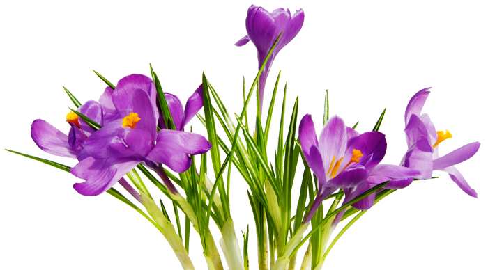 Flowers 7 Transparent PNG Image