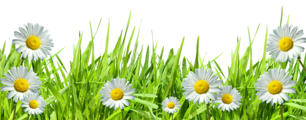 Flowers 5 Transparent PNG Image