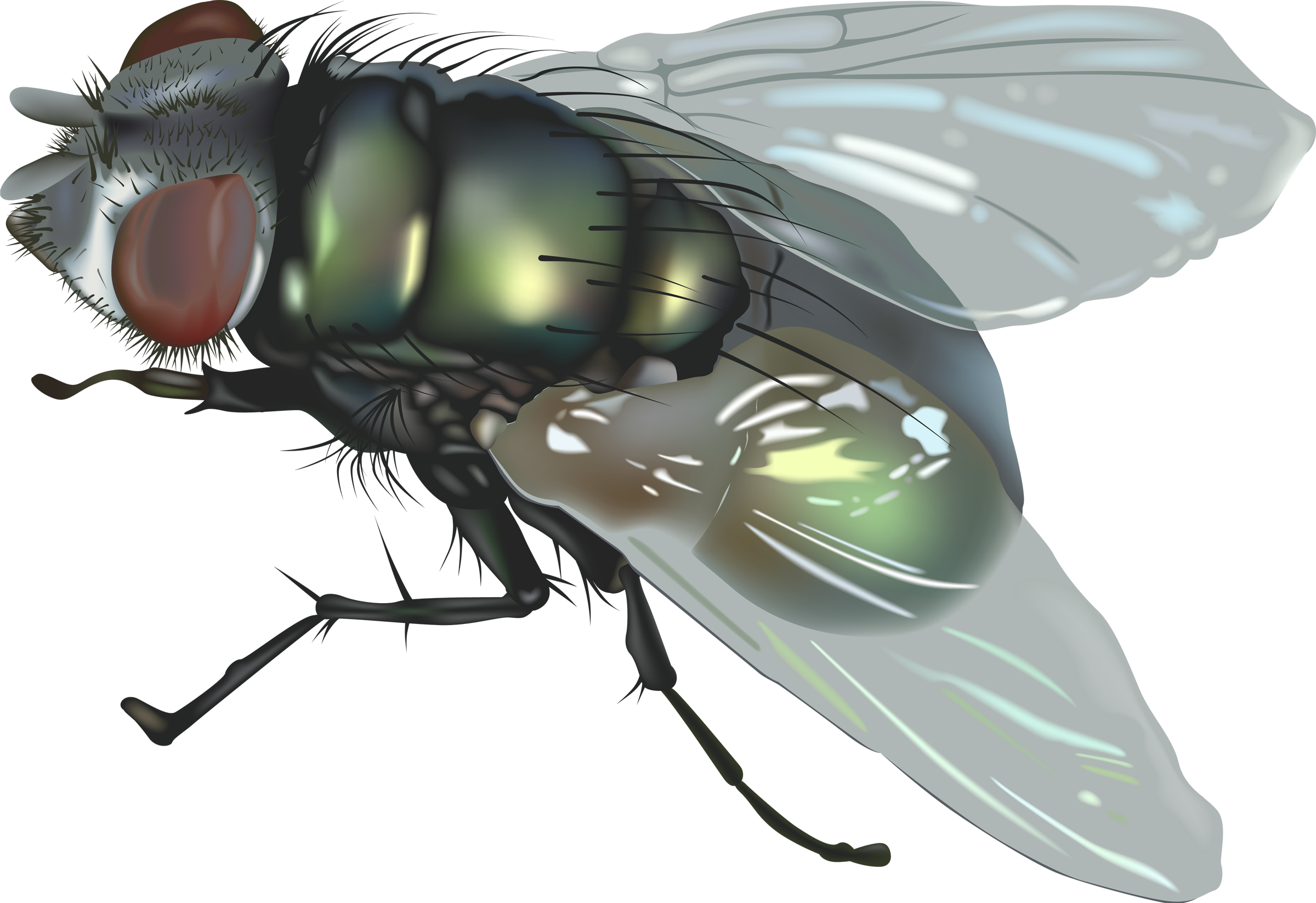 Fly 5 Transparent PNG Image