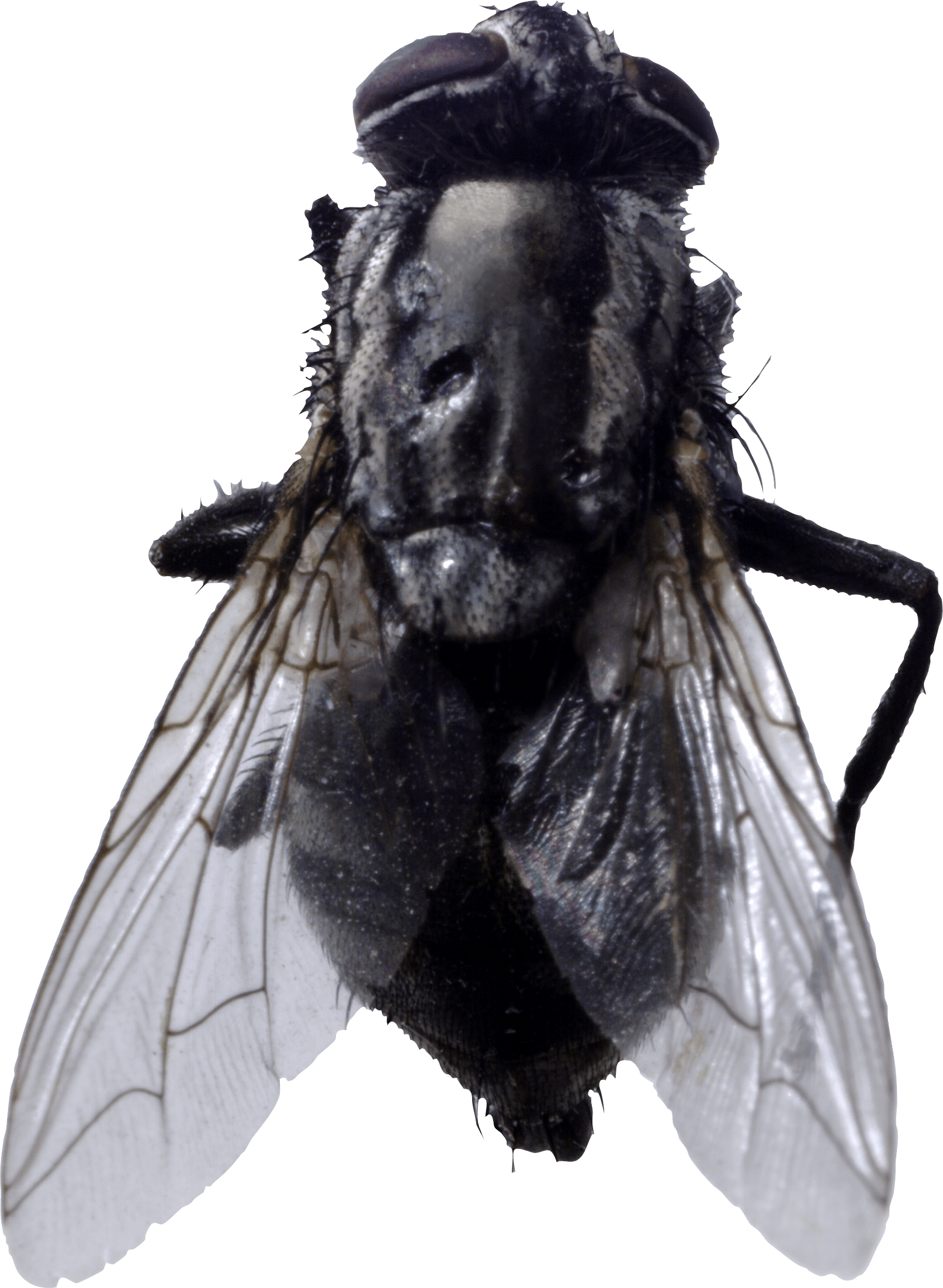 Fly Transparent PNG Image