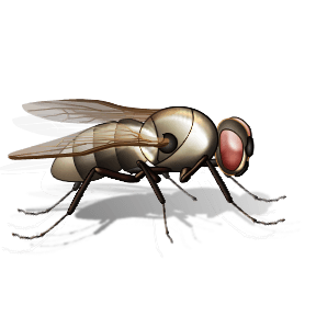 Fly Transparent PNG Image