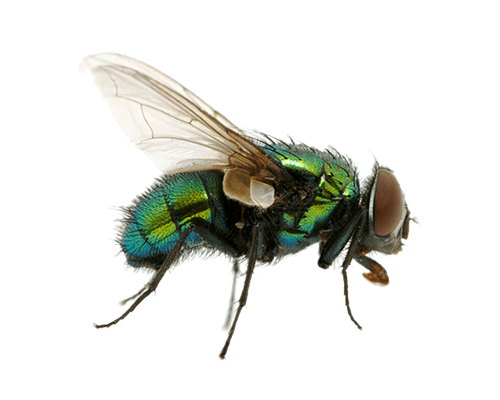 Green Fly Transparent PNG Image