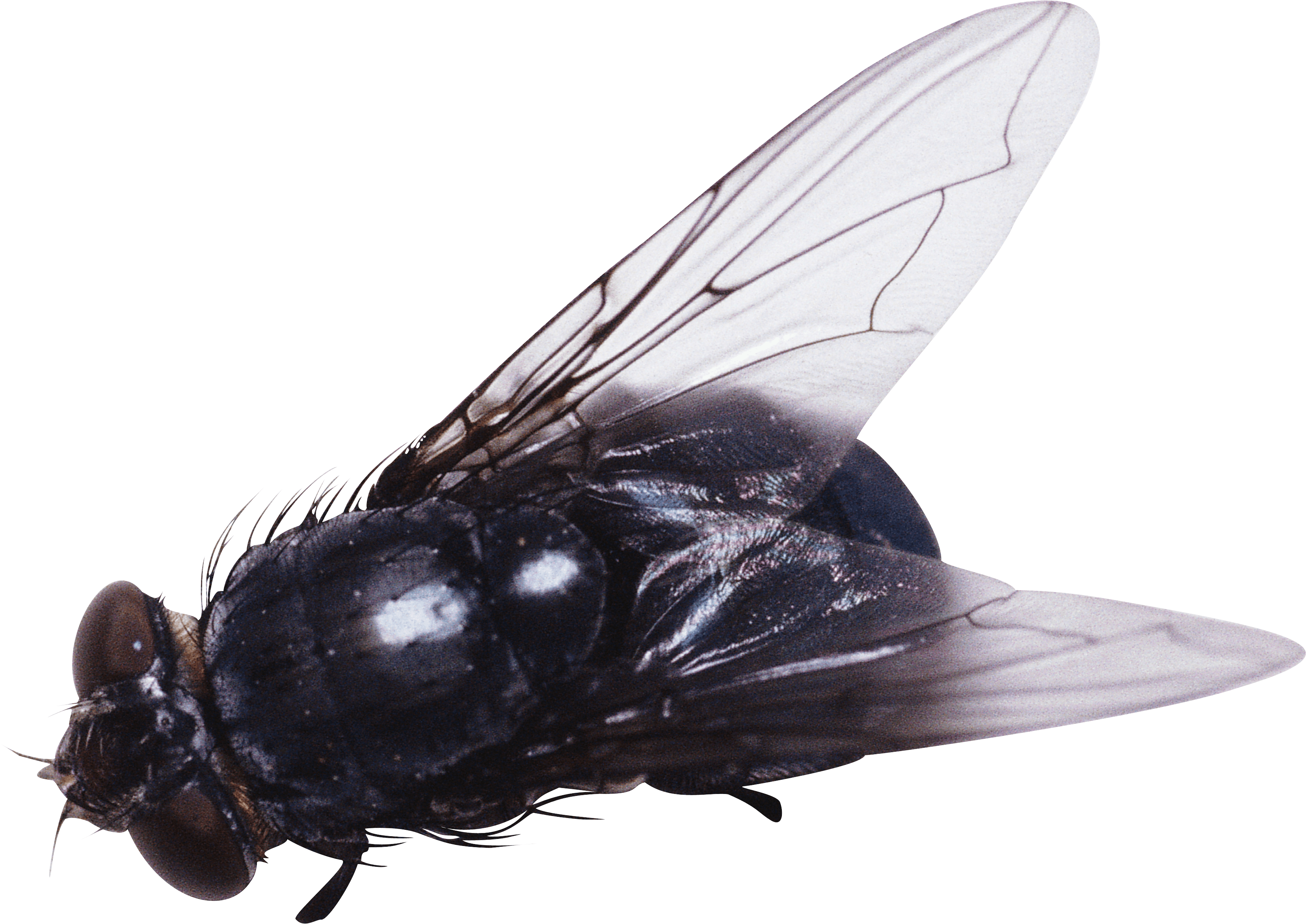 Fly Transparent PNG Image
