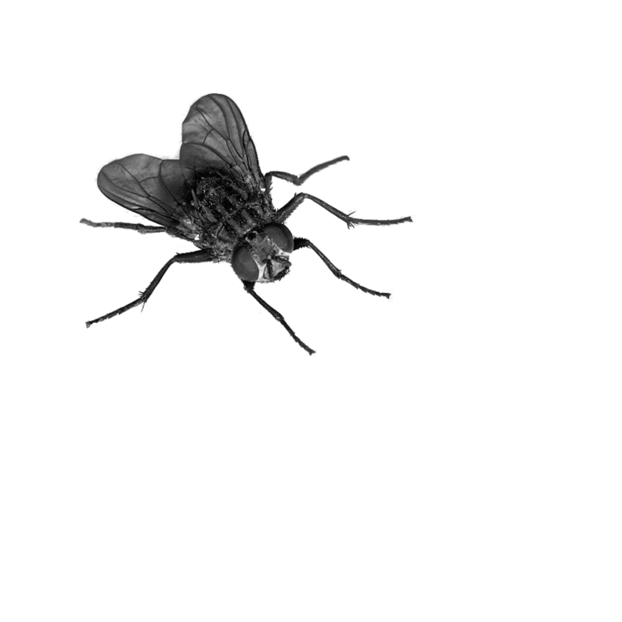 Fly 4 Transparent PNG Image