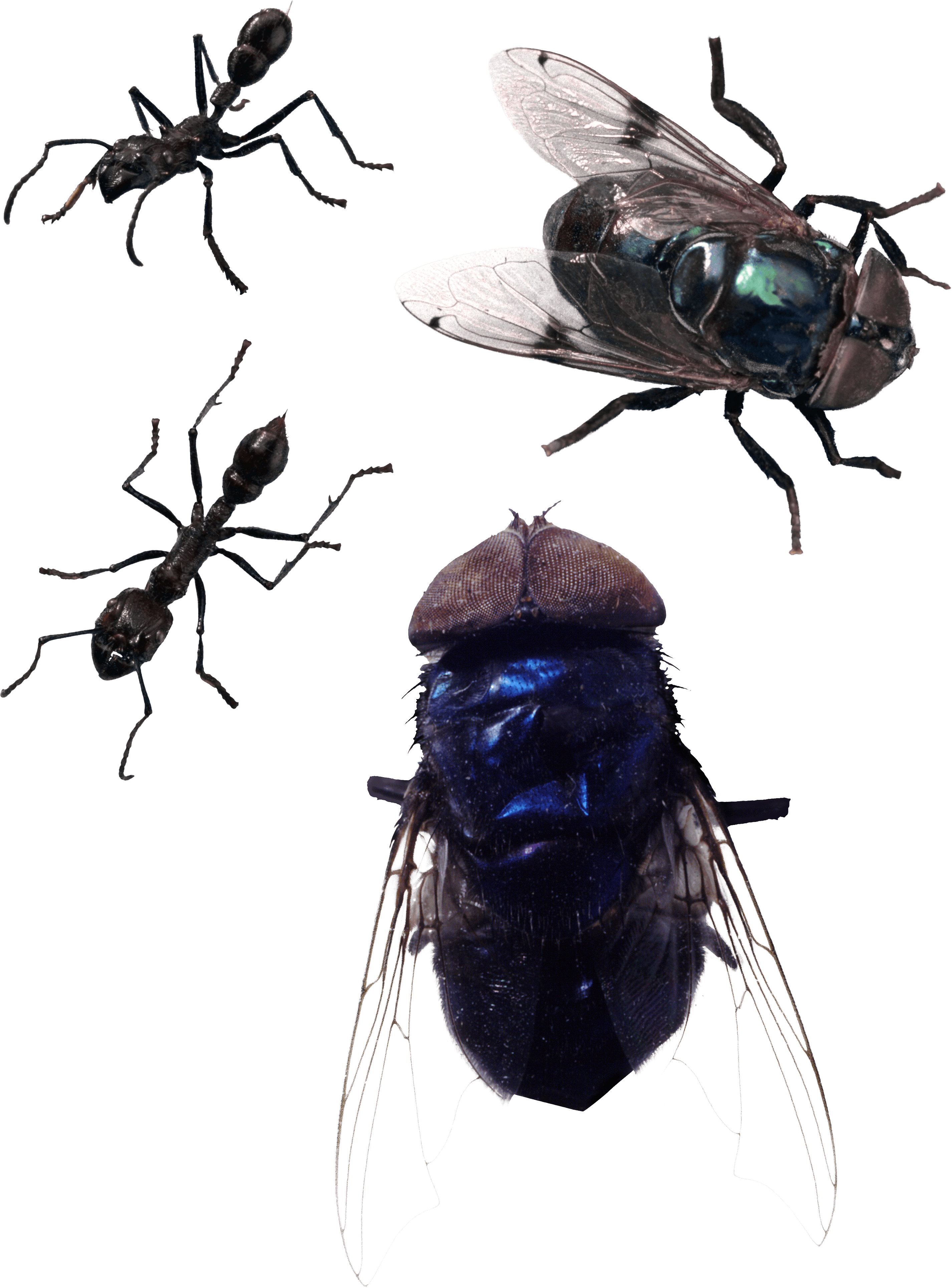 Fly Transparent PNG Image