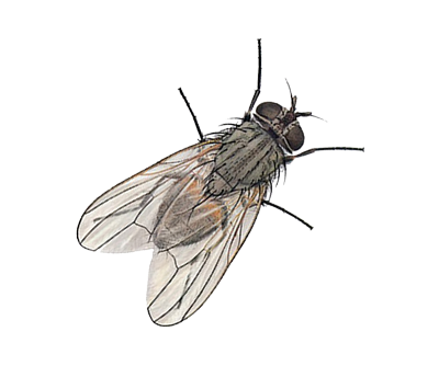 Fly 7 Transparent PNG Image