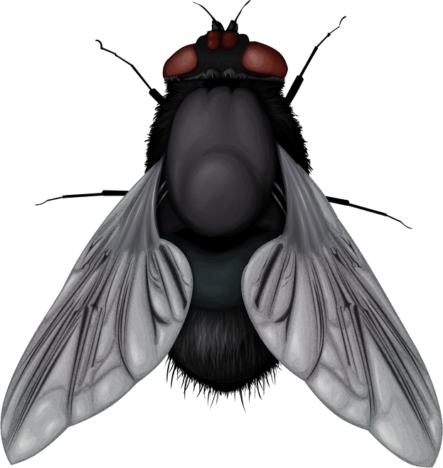 Fly Transparent PNG Image