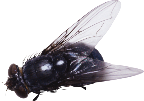Fly 6 Transparent PNG Image