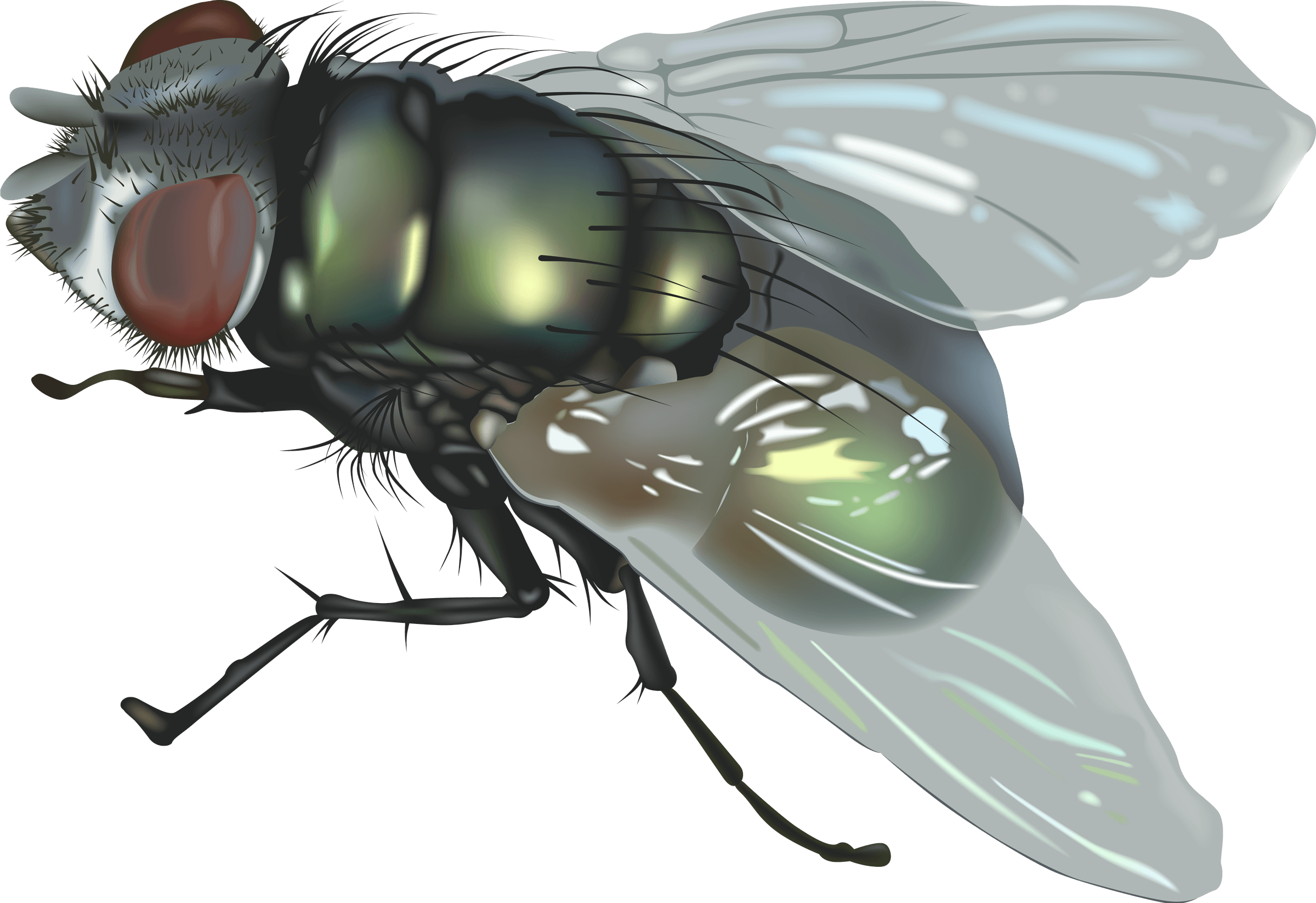 Fly Transparent PNG Image