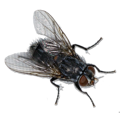 Fly 3 Transparent PNG Image