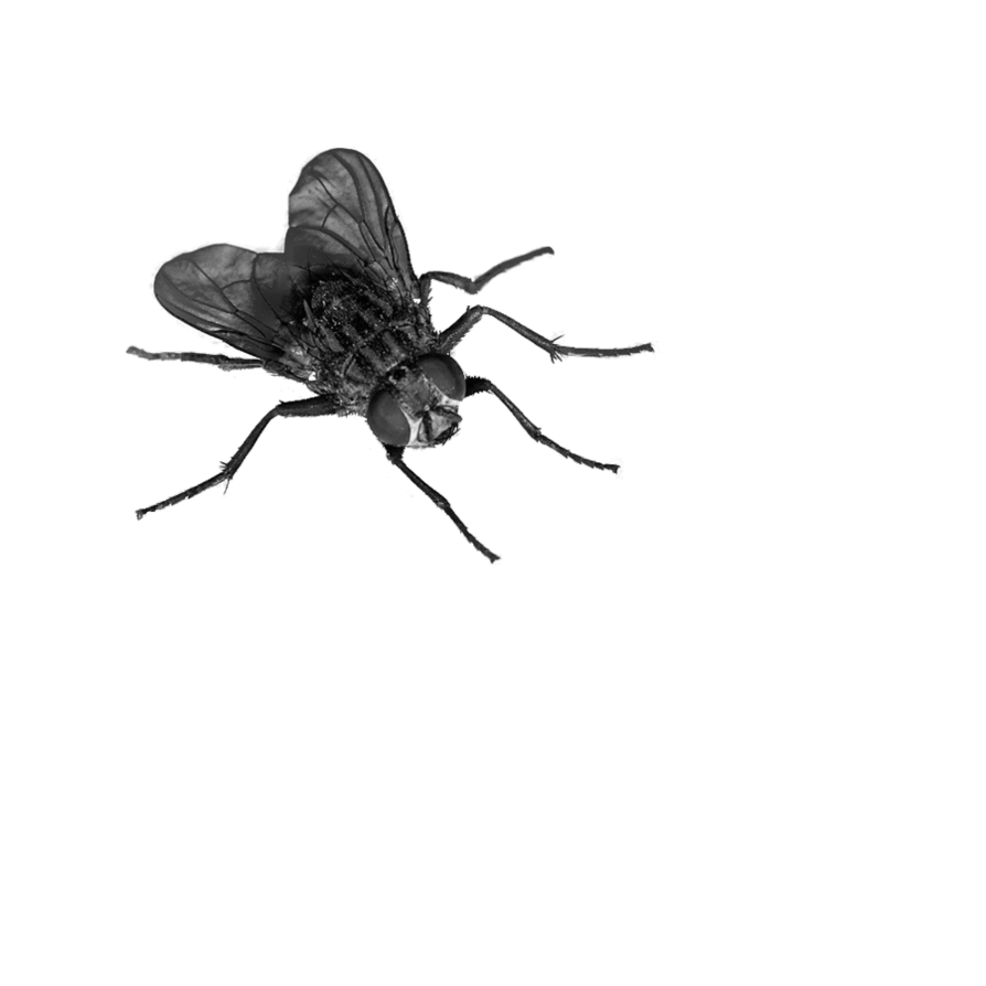 Fly Transparent PNG Image