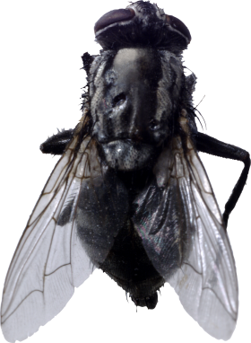 Fly 2 Transparent PNG Image