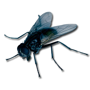 Fly Transparent PNG Image