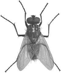 Fly Transparent PNG Image