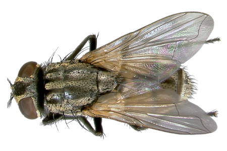 Fly 8 Transparent PNG Image