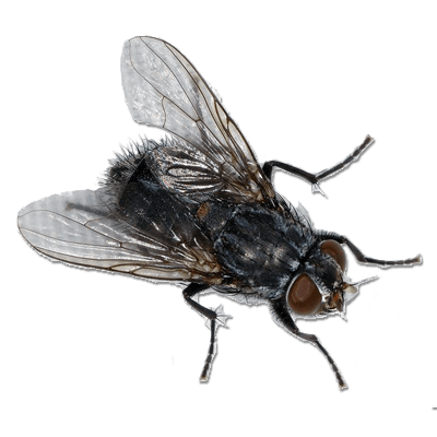 Fly Transparent PNG Image