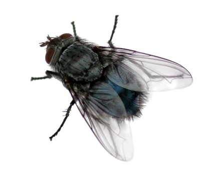 Fly Transparent PNG Image