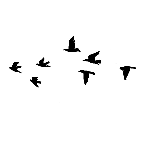 Flying Bird Transparent PNG Image