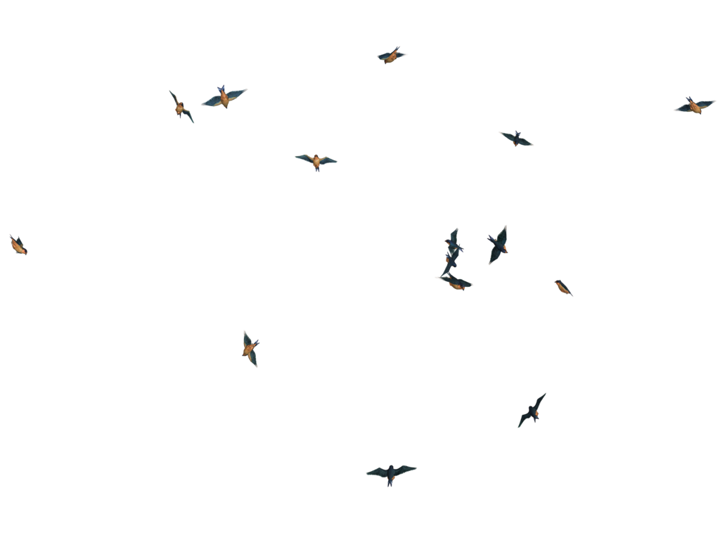 Flying Bird Transparent PNG Image