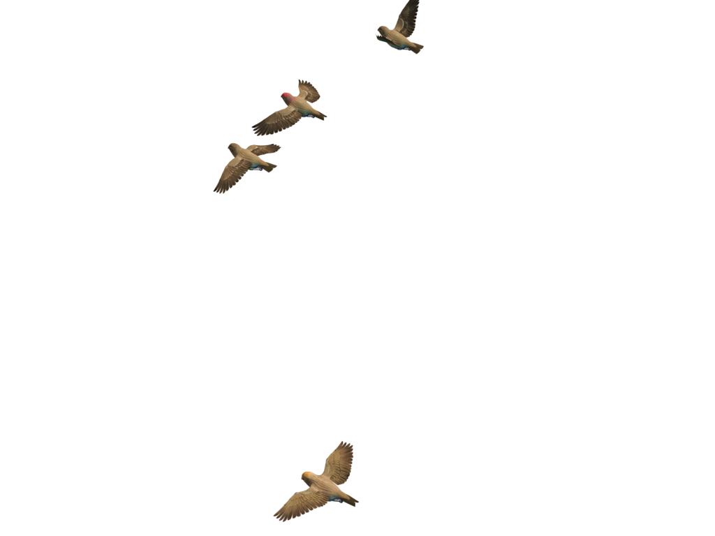 Flying Bird Transparent PNG Image