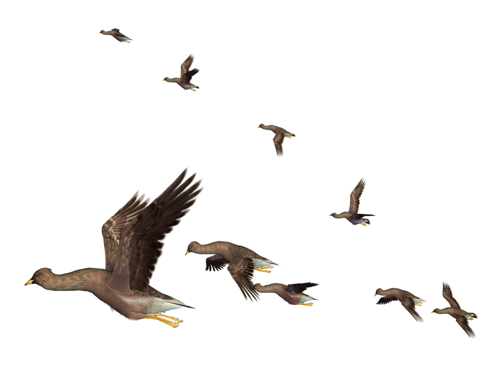 Flying Bird Transparent PNG Image