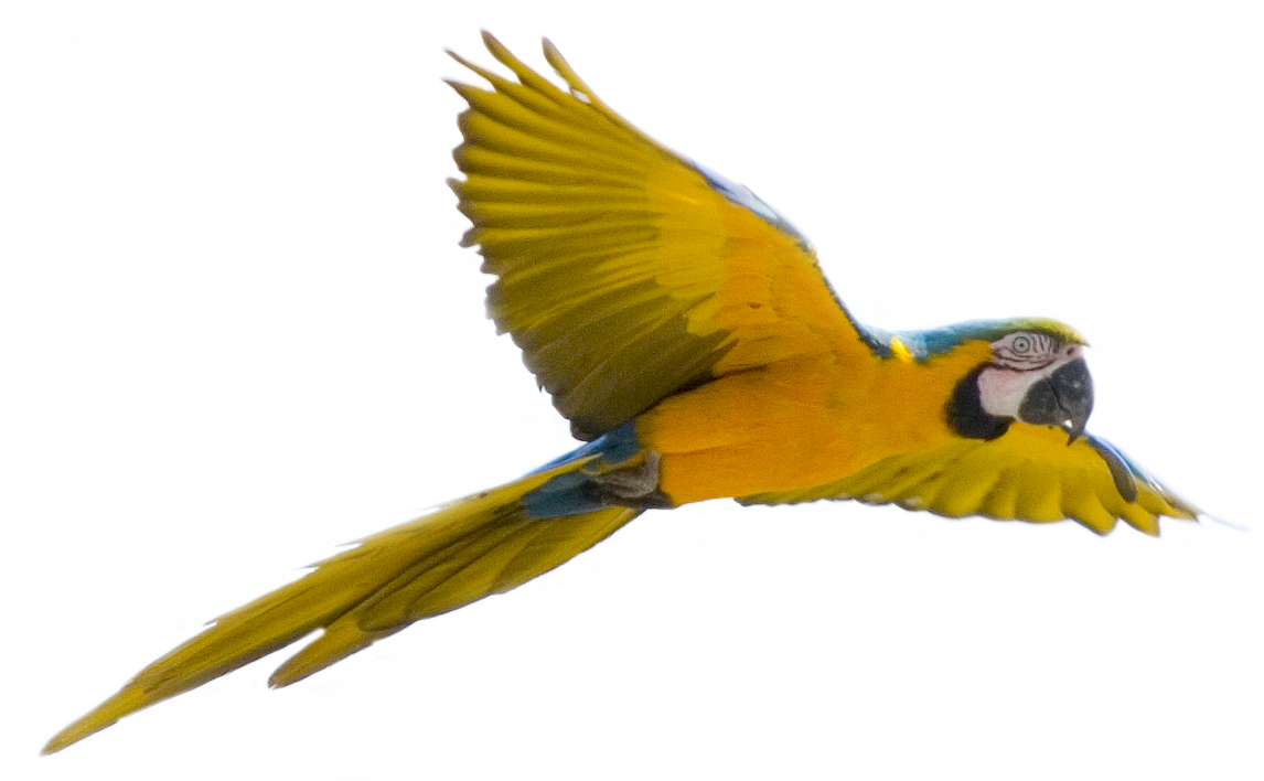 Flying Bird Background Transparent PNG Image