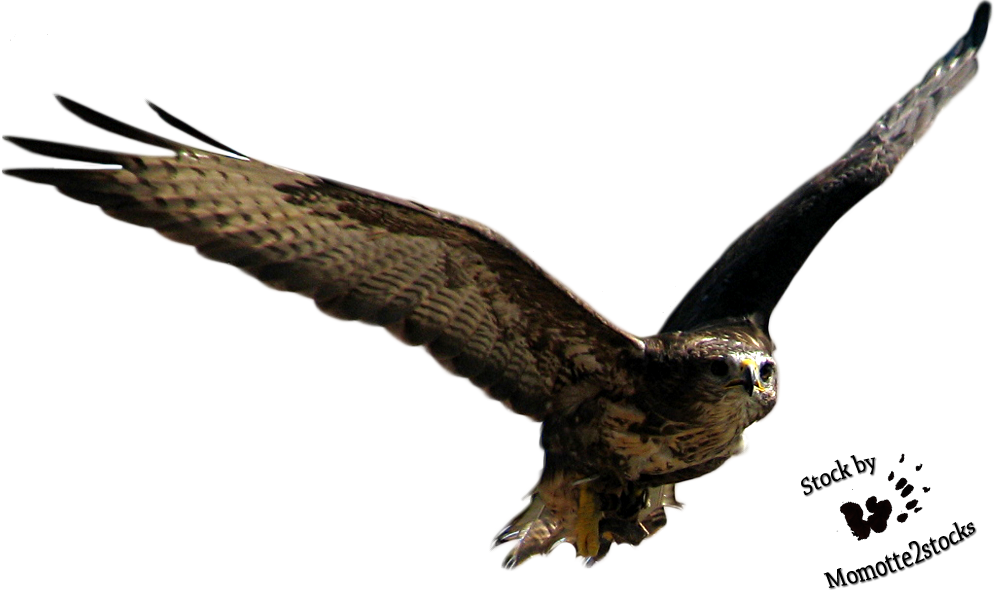 Flying Bird Transparent PNG Image