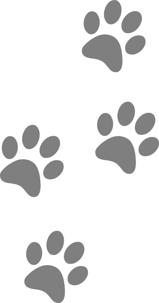 Footprint Animal Transparent PNG Image