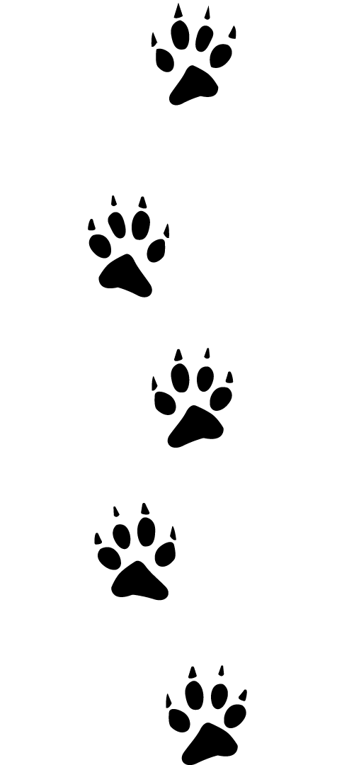 Footprint Vector Animal Transparent PNG Image