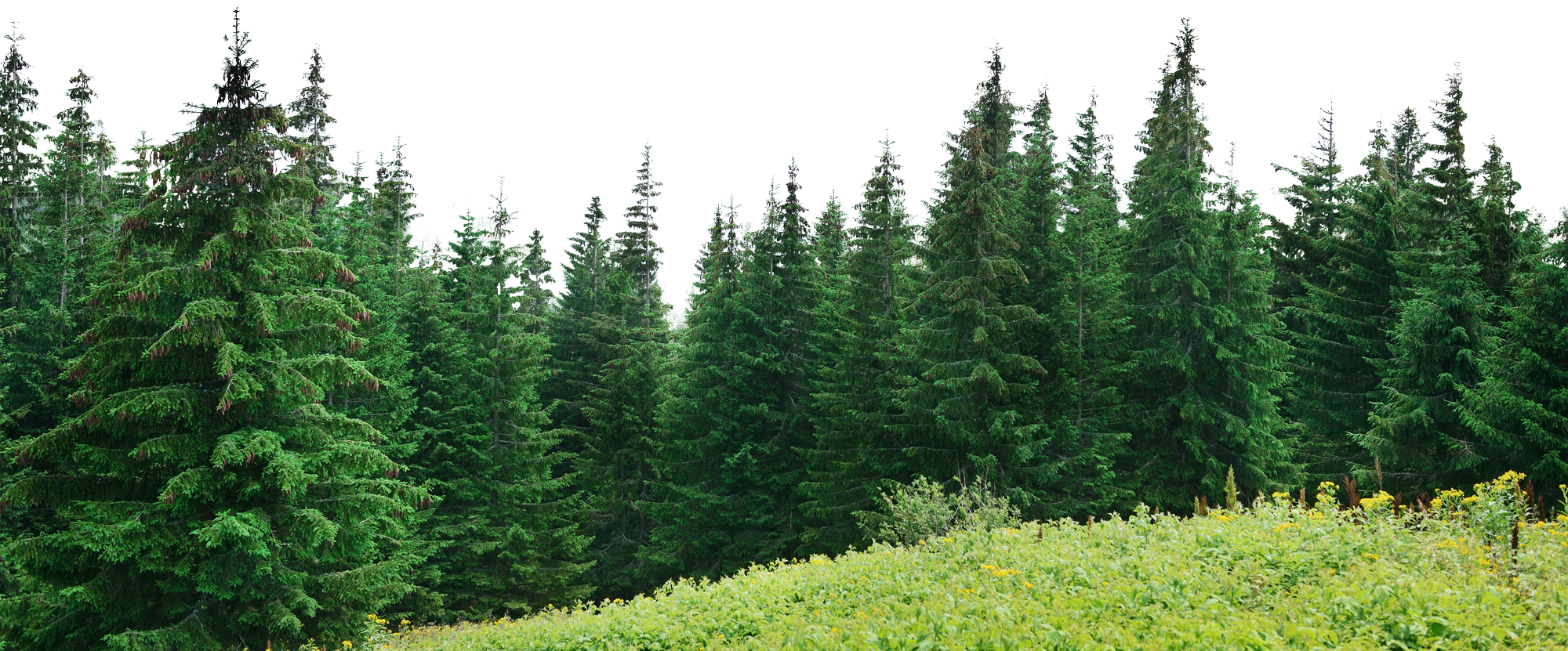 Tree Forest Transparent PNG Image