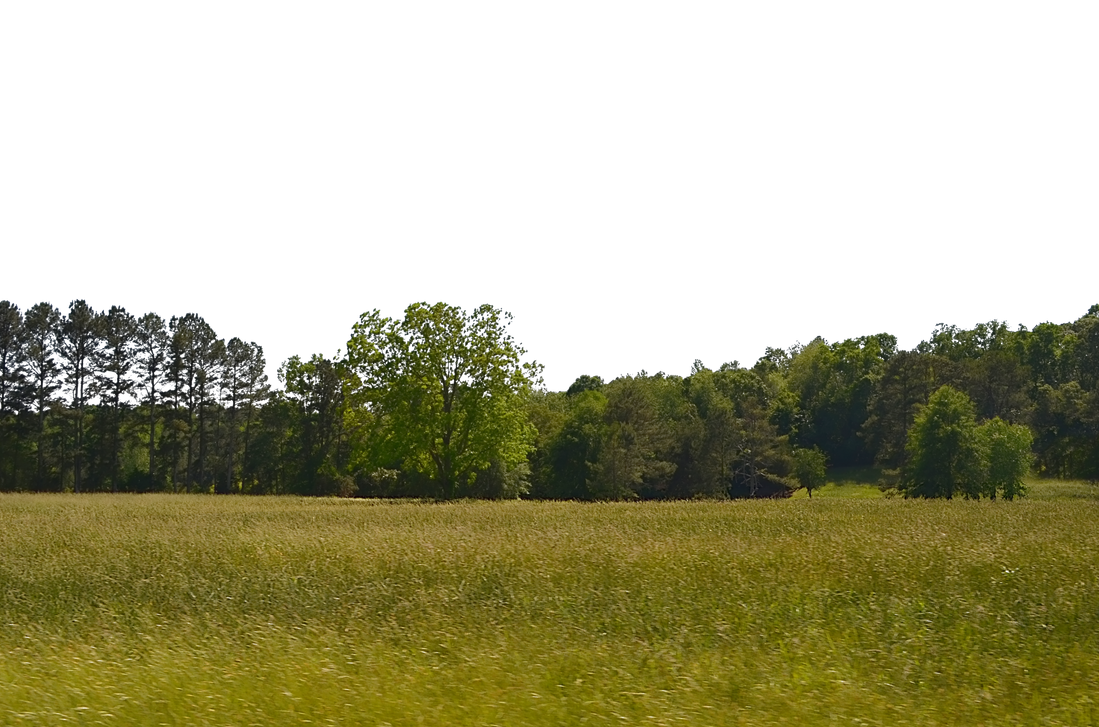 Tree Forest Transparent PNG Image
