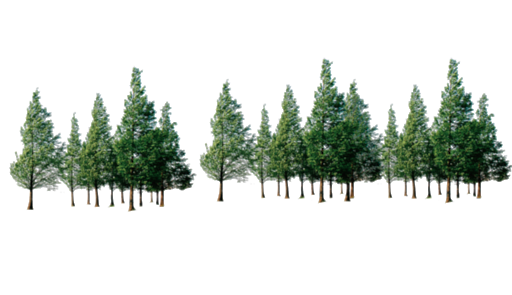 Pic Tree Forest Transparent PNG Image