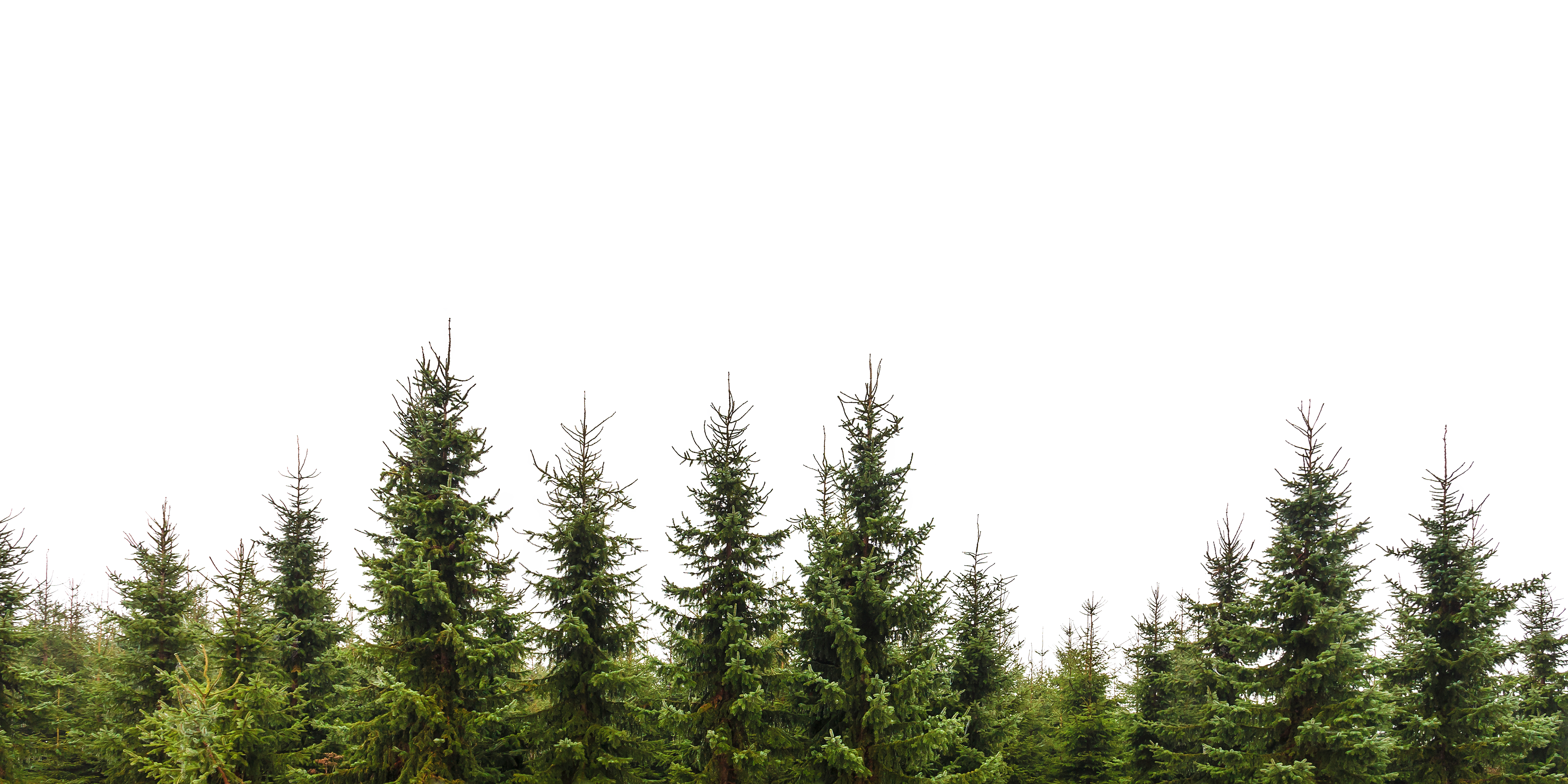 Tree Forest Transparent PNG Image