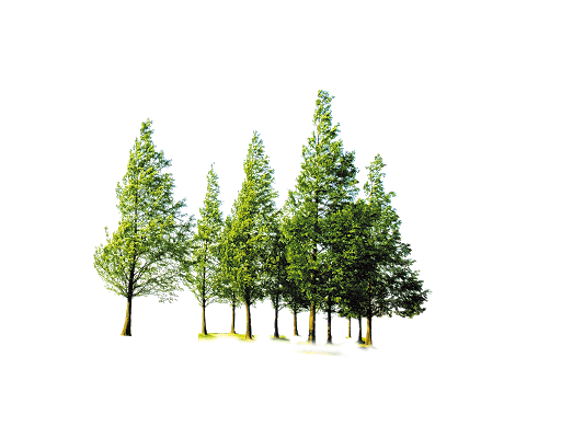 Tree Forest Transparent PNG Image