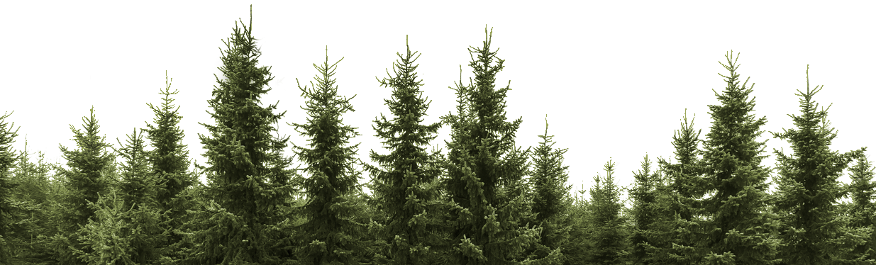 Tree Forest Transparent PNG Image