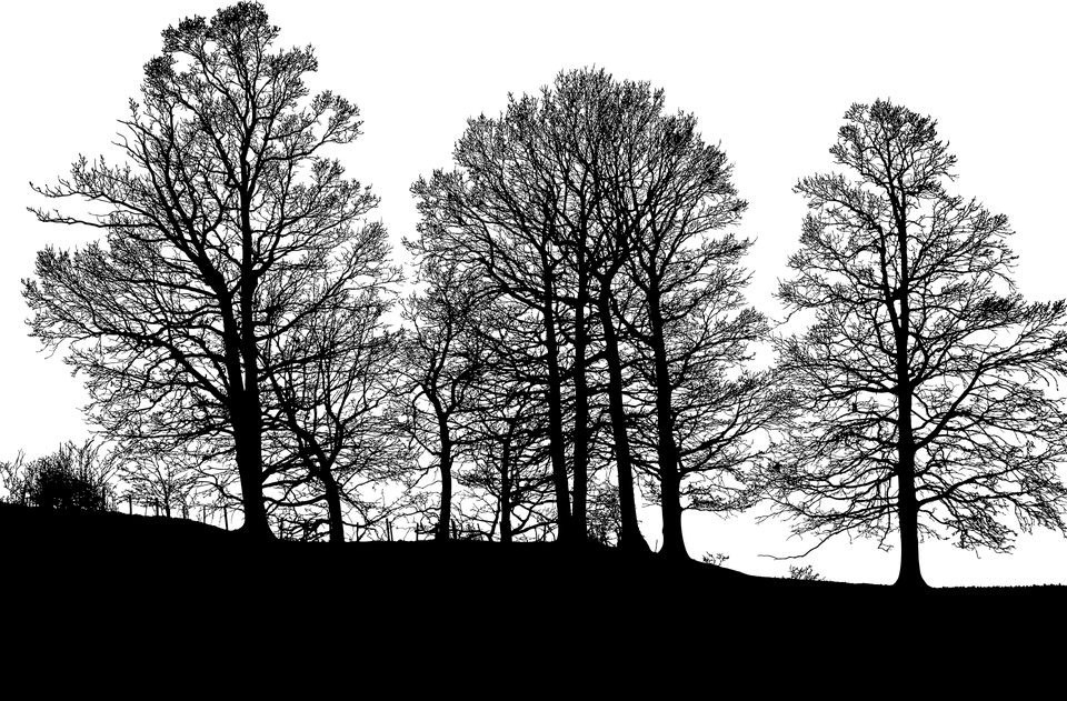 Vector Tree Forest Transparent PNG Image