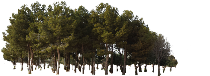 Tree Green Forest Transparent PNG Image