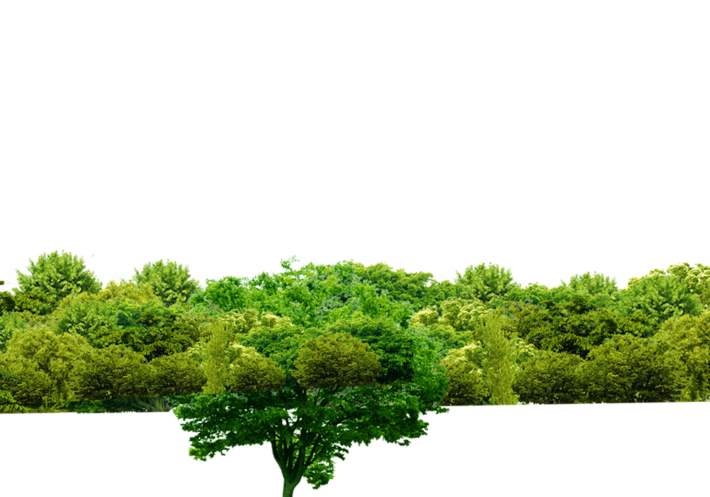 Tree Green Forest Transparent PNG Image