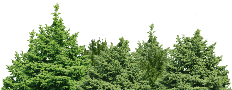 Tree Green Forest Transparent PNG Image
