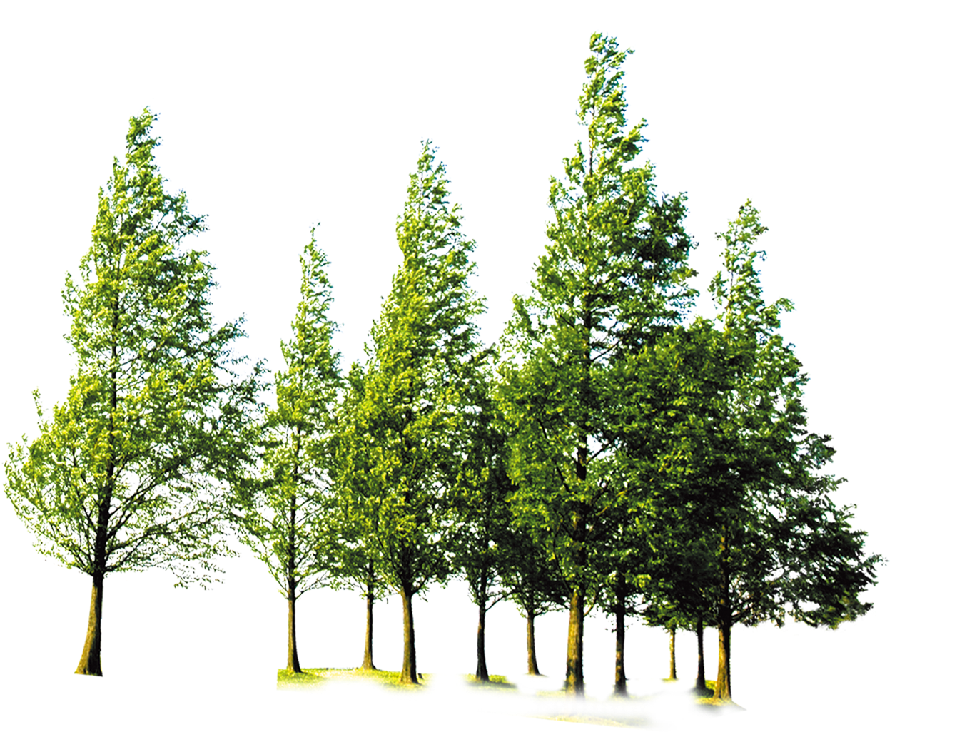 Tree Green Forest Transparent PNG Image