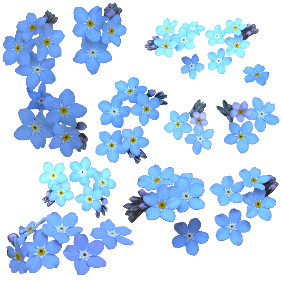 Forget Me Not Transparent PNG Image