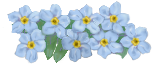 Forget Me Not Transparent PNG Image