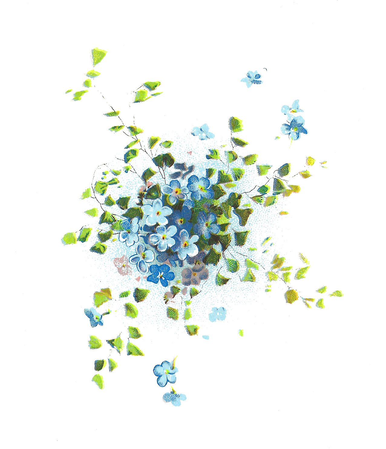 Forget Me Not Transparent PNG Image