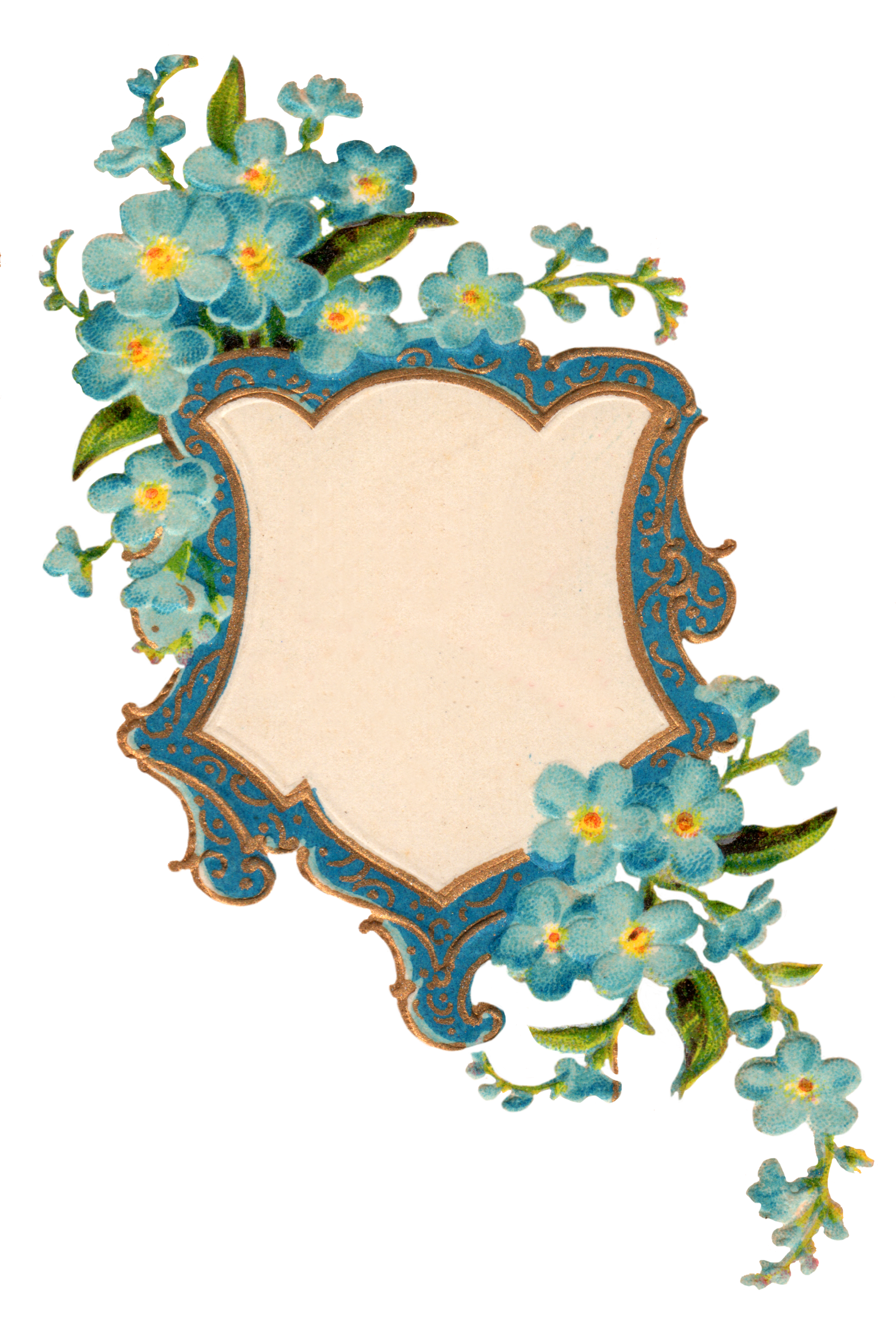Forget Me Not Transparent PNG Image